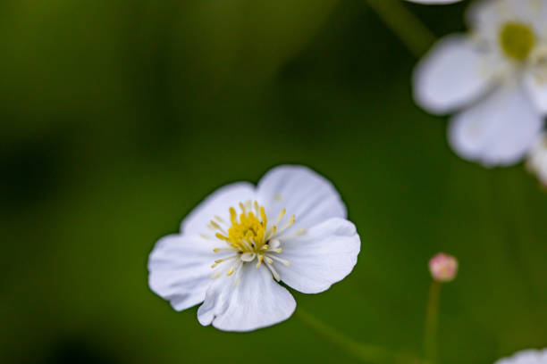 istock Ranunculus platanifolius growing in mountains 1468718746