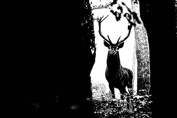 istock Red Deer (Cervus elaphus) stag during the rutting season. Bieszczady Mts., Carpathians, Poland. 1468719484