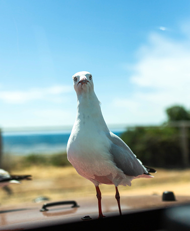 A hungry seagull on a bonnet of a car in Adelaide, South Australia
