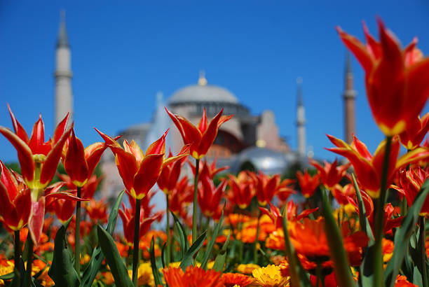 You can find tulips everywhere in Istanbul in April but especially Sultanahmet is full of them and Tulips and Sultanahmet was recalling galrious days of Ottoman Empire