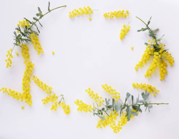 istock mimosa flowers on white background. 1468721512