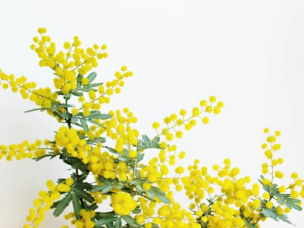 istock mimosa flowers on white background. 1468721530