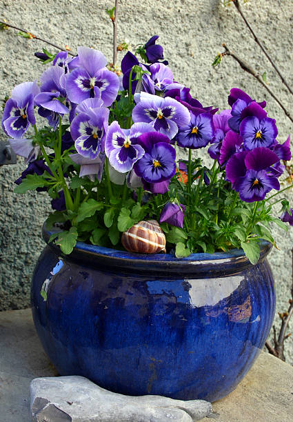 istock Flowers in the ceramic pot (violet pansy) 146872316