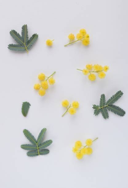istock mimosa flowers on white background 1468723160