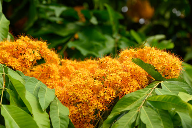 istock Beautiful yellow Ashoka tree flower blooming in garden 1468723206