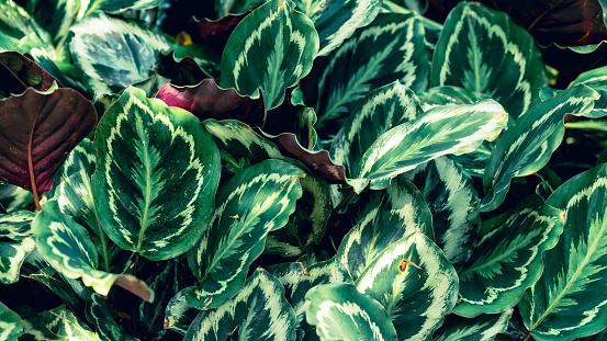 Green Rose painted Calathea (Calathea roseopicta), Evergreen houseplant