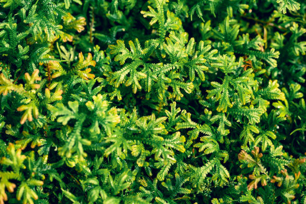 녹색 셀라기넬라, 스파이크모스 또는 그 이하의 클럽모스, 신선한 잎 자연 질감 배경 - clubmoss 뉴스 사진 이미지