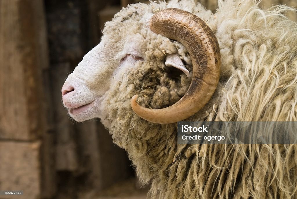 Retrato de Ram - Foto de stock de Animal libre de derechos