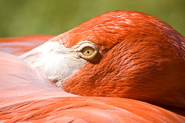 Flamingo head - Photo