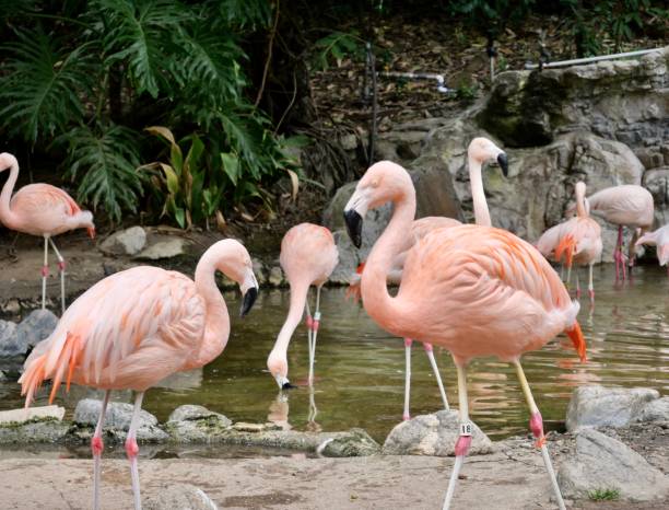 istock Flamingos surrounded by natural habitat 1468726687