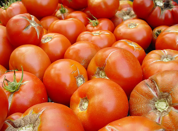 tomatoes stock photo