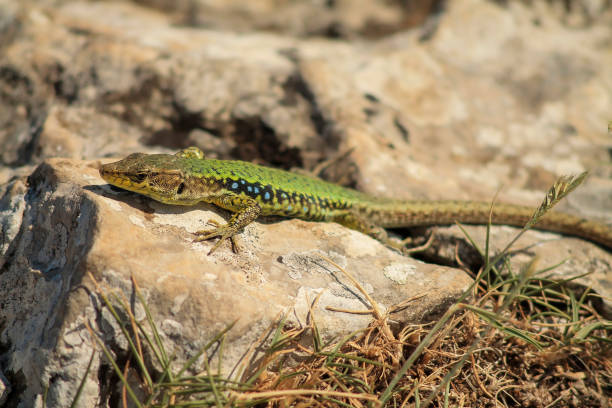 istock Gorgeous lizard on rock in mountainous area 1468728783