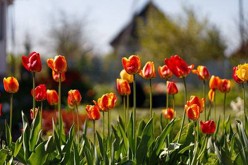 A bright orange tulips flowers with copy space for text. Blooming tulips garden in spring time. Flower background.