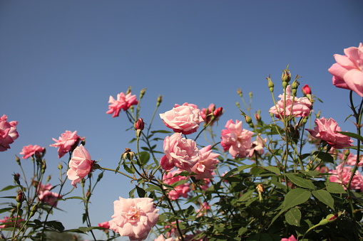 beautiful roses in garden with blue sky look so peaceful