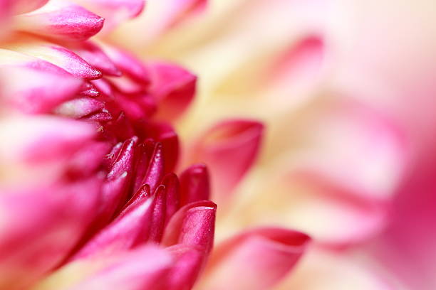 Flor-de-rosa - fotografia de stock