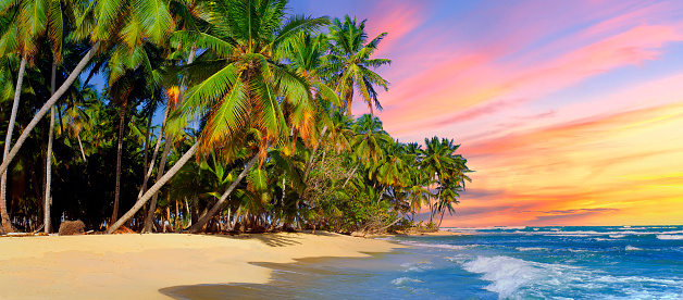 Beach with coconut tree at sunset, Dominican Republic.