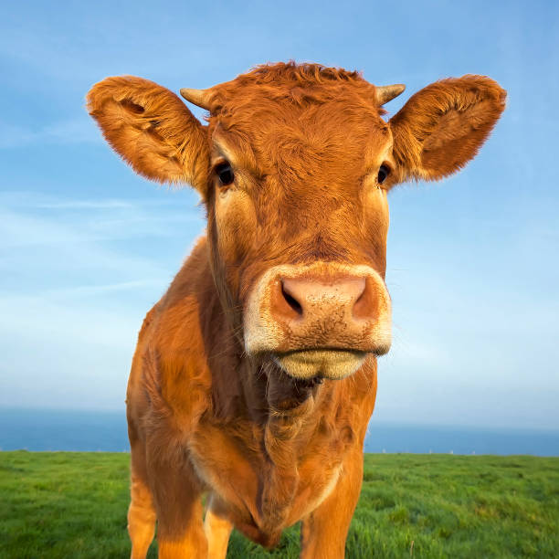 istock Portrait of beautiful brown cow 1468730175