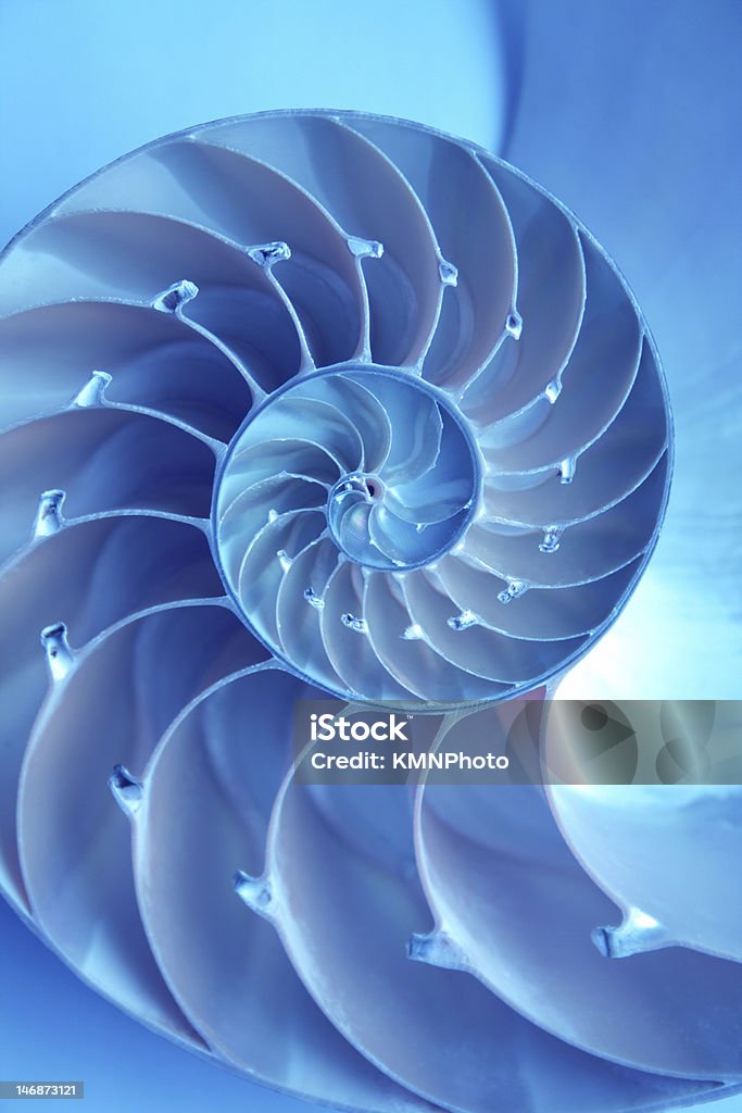 A bright blue nautilus shell on a blue background Split nautilus seashell showing inner float chambers Nautilus Stock Photo