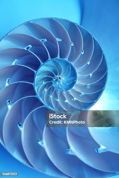 A Bright Blue Nautilus Shell On A Blue Background Stock Photo - Download Image Now - Nautilus, Infinity, Macrophotography