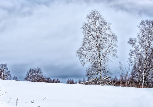 Birch forest under first snow