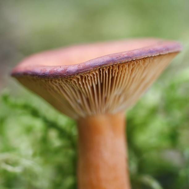 Mushroom stock photo