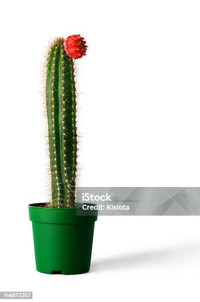 Kaktus In Flowerpot Auf Weißem Hintergrund Stockfoto und mehr Bilder von Bildhintergrund - Bildhintergrund, Blatt - Pflanzenbestandteile, Blume