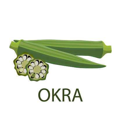 okra vector illustration vector on white background, vector illustration, eps 10