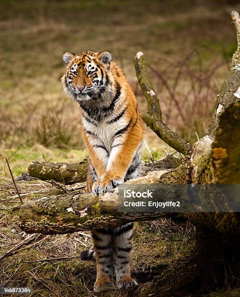 Tygrys Syberyjski Cubs - zdjęcia stockowe i więcej obrazów Biały - Biały, Bliski, Dziki kot
