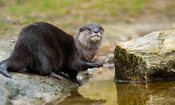 nutria de uñas pequeñas-oriental - dedo del pie animal fotografías e imágenes de stock