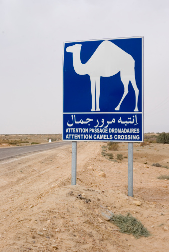 Attention camels crossing