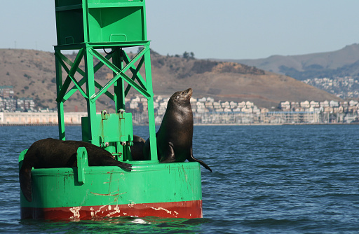 Two black seals share a buoy in the ocean, with houses in background