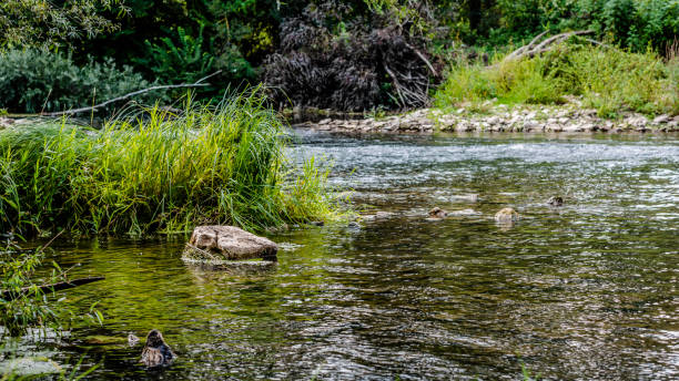 uma pedra no redemoinho do rio - non urban scene standing water waterhole landscape - fotografias e filmes do acervo