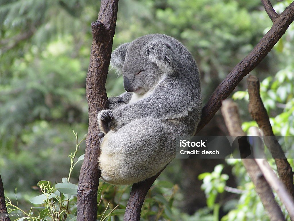 Koala - Foto stock royalty-free di Koala