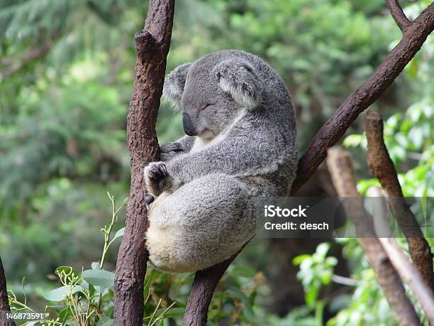 Koala - Fotografie stock e altre immagini di Koala - Koala, Dormire, Albero