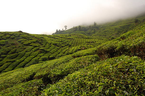 Té Plantage - foto de stock