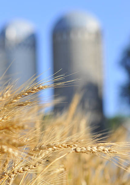istock wheat field with suggestion of silos 146873791