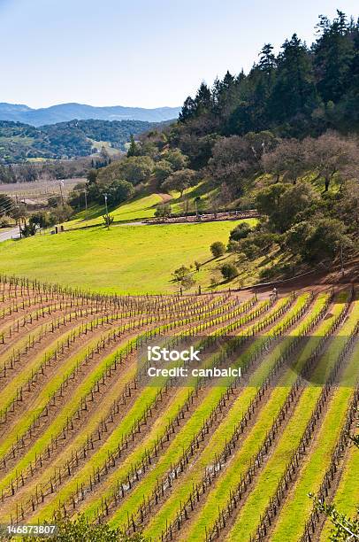 Vigneto Di Napa California - Fotografie stock e altre immagini di Azienda vinicola - Azienda vinicola, Contea di Sonoma, Agricoltura