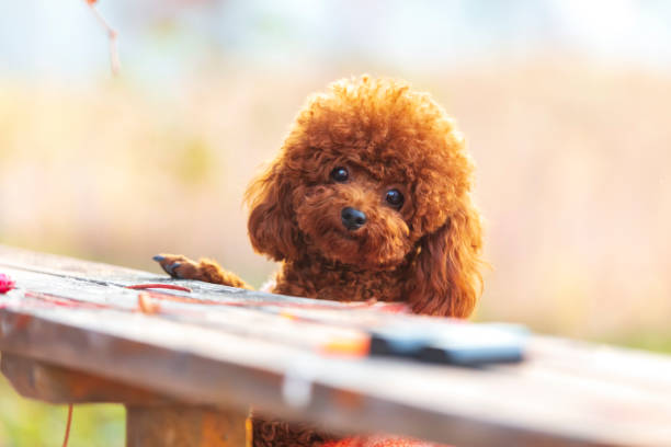 A toy poodle in autumn
