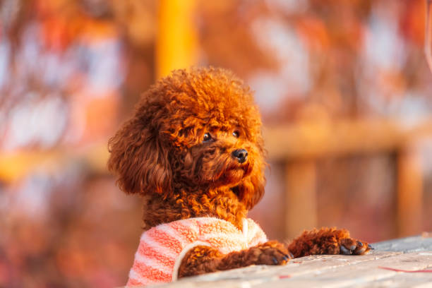 istock A toy poodle in autumn 1468738475