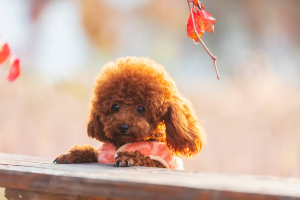 istock A toy poodle in autumn 1468738478