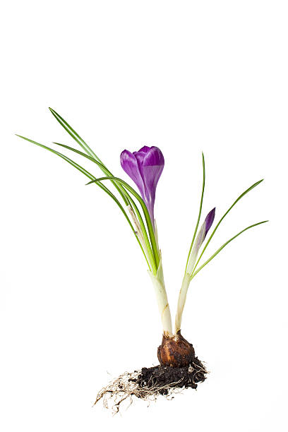 крокус - single flower flower crocus spring стоковые фото и изображения