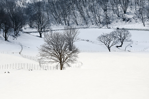 Abandoned walnut tree on snow covered meadow during winter. Slovakia