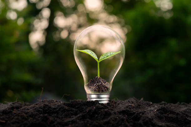 istock trees growing in energy-saving lamps energy-saving concept Environmentally friendly and sustainable energy 1468738780