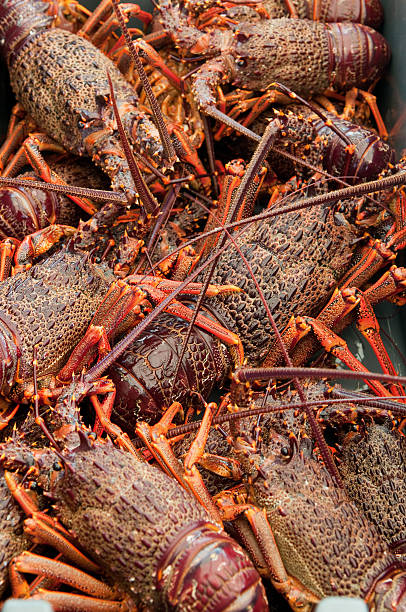 istock Freshly caught Crayfish in a fishing bin. 146873886