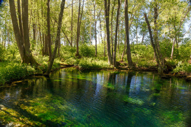 istock Emerald colored freshwater springs. Puhatu allikad (Sacred springs), Saaremaa, Estonia. 1468739135