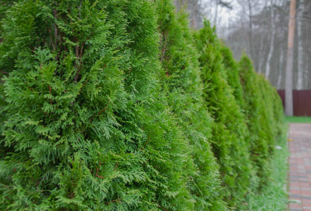 landscaping, thuja planted along the fence landscaping, thuja planted along the fence. High quality photo thuja occidentalis stock pictures, royalty-free photos & images