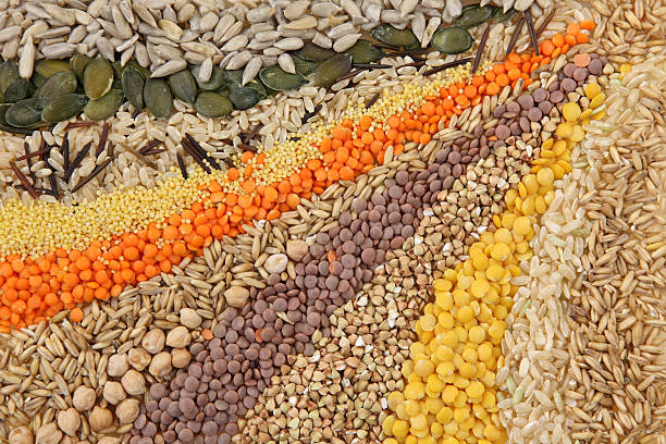 다양한 씨앗류 및 곡물 - processed grains rice variation in a row 뉴스 사진 이미지