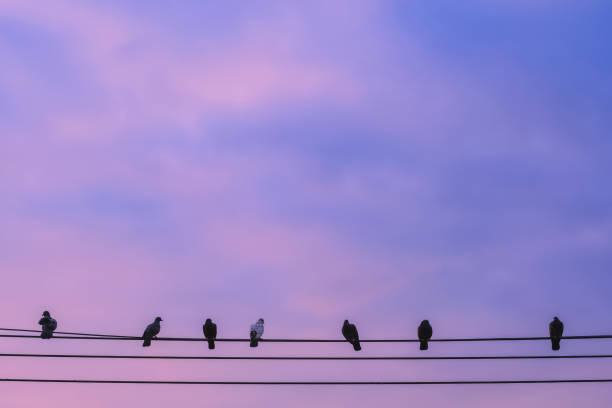 Birds on electric wire against sunrise sky background stock photo