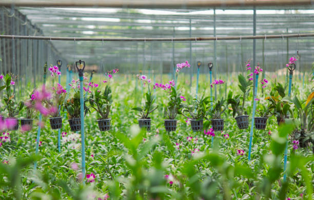 Greenhouse for growing orchids stock photo