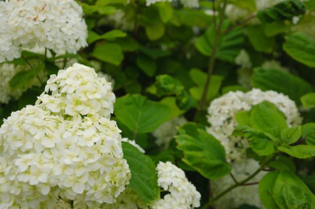 istock Hydrangea white in the garden blooms with small flowers 1468742430